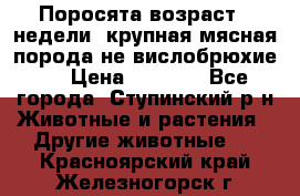 Поросята возраст 4 недели, крупная мясная порода(не вислобрюхие ) › Цена ­ 4 000 - Все города, Ступинский р-н Животные и растения » Другие животные   . Красноярский край,Железногорск г.